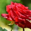 Verana 100% natuurlijke Massageolie Rozen-2