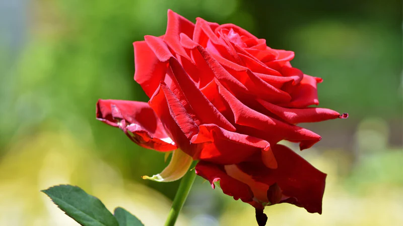 Verana 100% natuurlijke Massageolie Rozen-2
