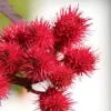 Verana 100% natuurlijke Massageolie Rozen-3