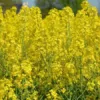 Verana 100% natuurlijke Massageolie Rozen-4