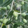 Verana 100% natuurlijke Massageolie Rozen-5