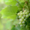 Verana 100% natuurlijke Massageolie Rozen-6